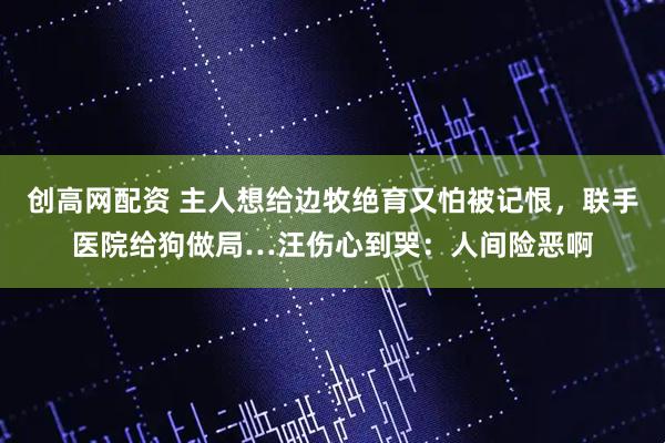 创高网配资 主人想给边牧绝育又怕被记恨，联手医院给狗做局…汪伤心到哭：人间险恶啊