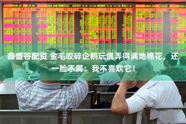 鑫盛谷配资 金毛咬碎企鹅玩偶弄得满地棉花，还一脸不屑：我不喜欢它！